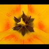 Tulipan (Hexagonos)